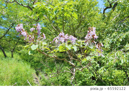 桐の花 桐の花 65592122