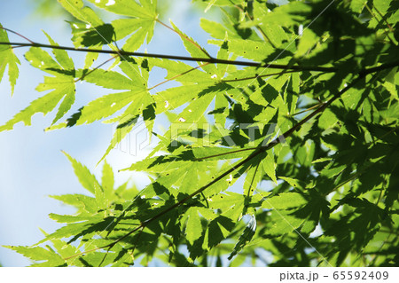 Summer Maple Leaves. Green leaves against a bright 65592409