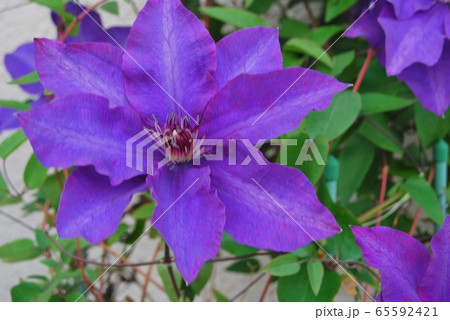 青紫のテッセンの花の写真素材