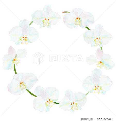 Phalaenopsis 胡蝶蘭のリースのイラスト素材