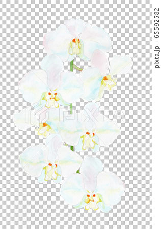 Phalaenopsis 胡蝶蘭 65592582