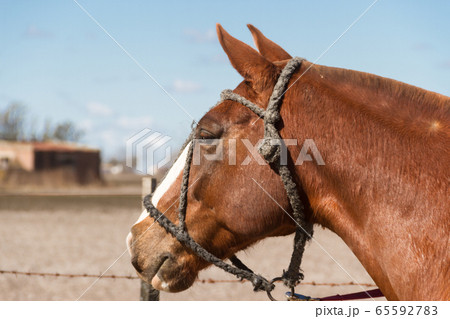 beautiful domestic horses in the Argentineの写真素材 [65592783] - PIXTA