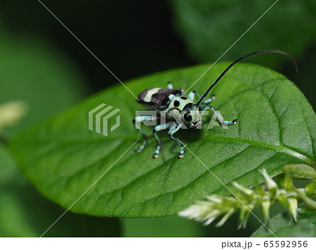 カラムシの葉とラミーカミキリ カラムシの葉とラミーカミキリ 65592956
