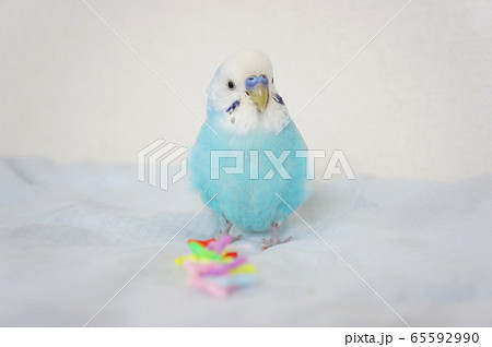 水色のセキセイインコの写真素材