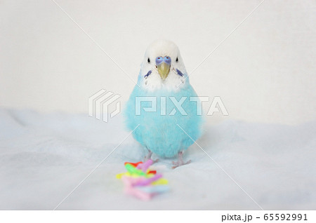 水色のセキセイインコの写真素材 [65592991] - PIXTA