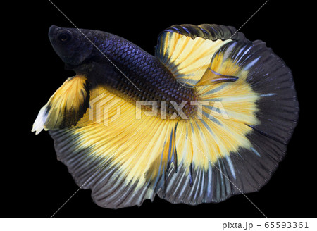 Betta Mustard Gas Halfmoon HM Male or Plakat Fighting Fish Splendens On Black Background. Betta Mustard Gas Halfmoon HM Male or Plakat Fighting Fish Splendens On Black Background. 65593361