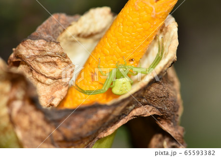 ハナグモ ハナグモ 65593382