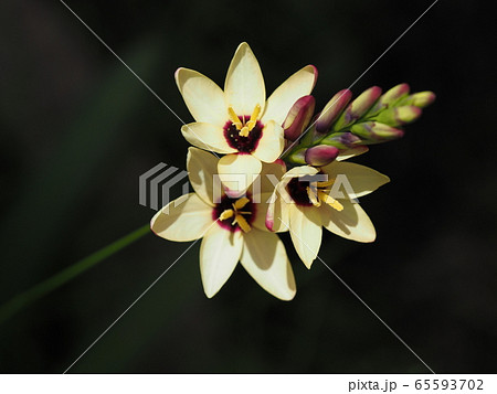 イキシア 65593702