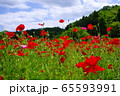 ポピー畑 65593991