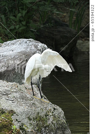 【野鳥】コサギ　小鷺　白鷺　堺市の都市公園にて 65594322