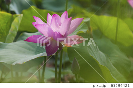 ハス スイレン 蓮 65594421