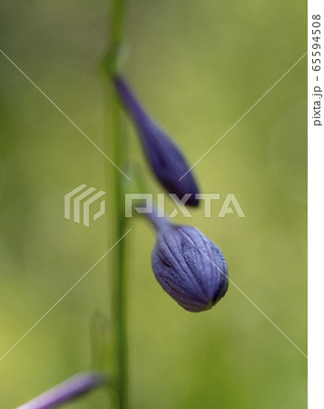 高原の花々 65594508