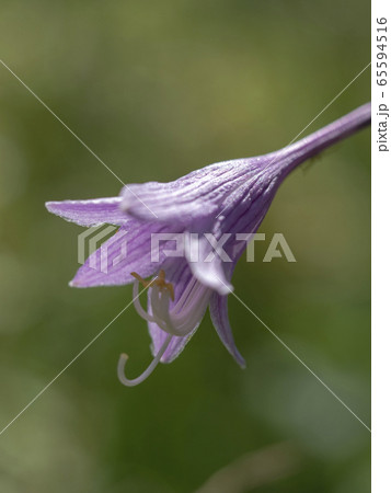 高原の花々 65594516