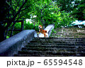 柴犬-散歩大好き 65594548