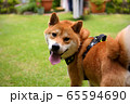 柴犬-散歩大好き 65594690