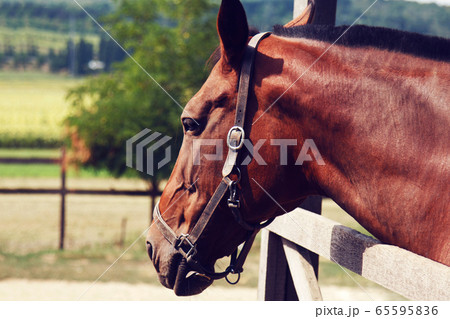 Beautiful black horse with pigtails in mane staing Beautiful black horse with pigtails in mane staing 65595836