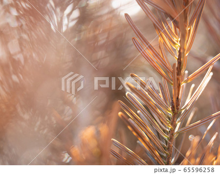 Golden orange autumnal foliage on a sunny fal 65596258
