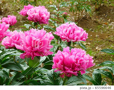 芍薬 シャクヤク 芍薬の花の写真素材