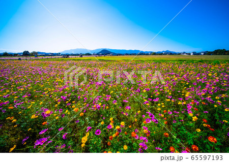 藤原宮跡のコスモス 65597193
