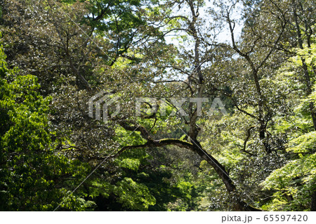 初夏の伊勢神宮 初夏の伊勢神宮 65597420