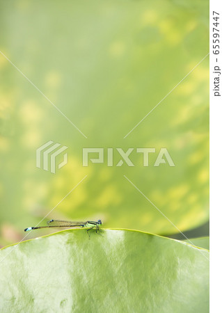 昆虫、糸トンボ-3-蓮の葉に止まるイトトンボ風景 65597447