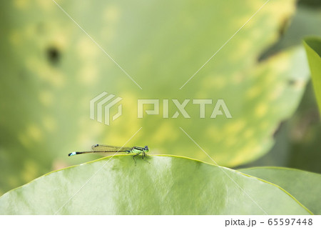 昆虫、糸トンボ-2-蓮の葉に止まるイトトンボ風景 65597448