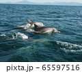 野生動物：イルカ＠熊本天草の海 65597516