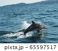 野生動物：イルカのジャンプ＠熊本天草の海 65597517