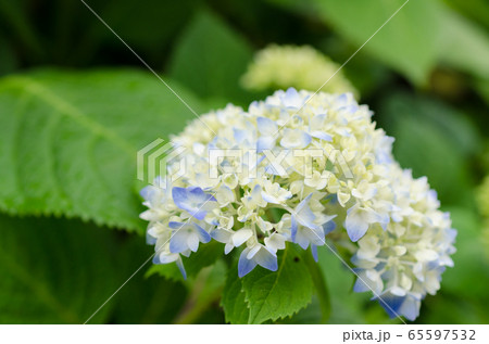 アジサイの開花 アジサイの開花 65597532