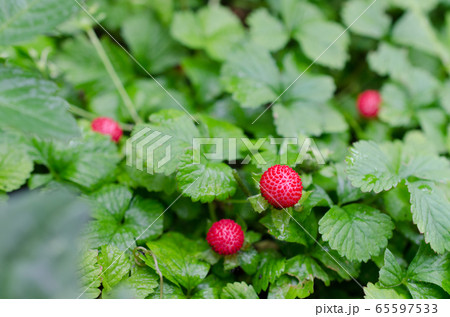 ヘビイチゴ 65597533