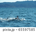 野生動物：イルカ＠熊本天草の海 65597585