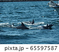 野生動物：イルカと漁船＠熊本天草の海 65597587
