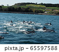 野生動物：イルカの群れ＠熊本天草の海 65597588