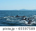 野生動物：イルカの群れ＠熊本天草の海 65597589