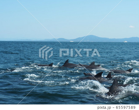 野生動物:イルカの群れ@熊本天草の海 野生動物:イルカの群れ@熊本天草の海 65597589