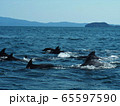 野生動物：イルカの群れ＠熊本天草の海 65597590