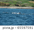 野生動物：イルカの群れ＠熊本天草の海 65597591