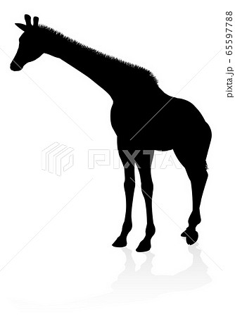 Giraffe Animal Silhouette 65597788