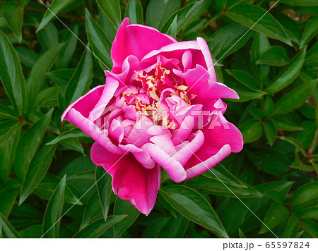 芍薬 シャクヤク 芍薬の花 一輪 芍薬 シャクヤク 芍薬の花 一輪 65597824