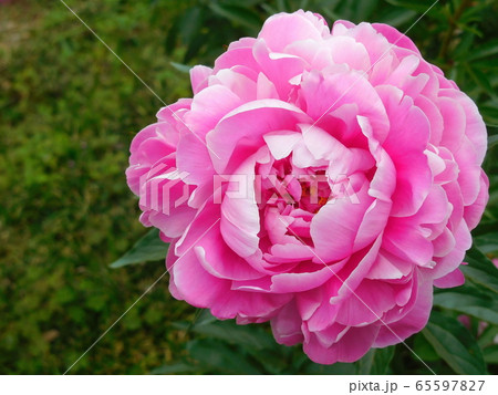 芍薬 シャクヤク 芍薬の花 一輪の写真素材 [65597827] - PIXTA