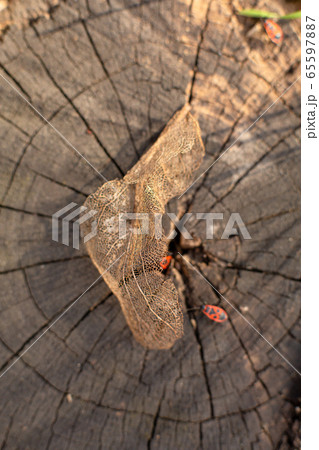 Dry skeletonized leaf on a stump close up 65597887