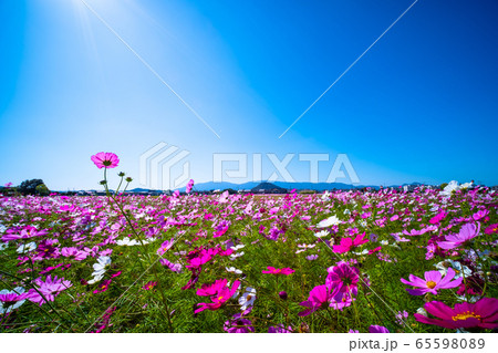 藤原宮跡のコスモス 65598089