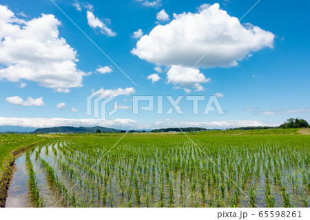 田植え 田舎 春 青空 田植え 田舎 春 青空 65598261