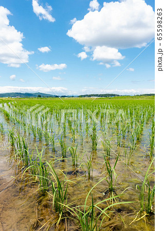 田植え　田舎　春　青空 65598263