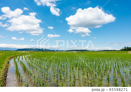 田植え　田舎　春　青空 65598271