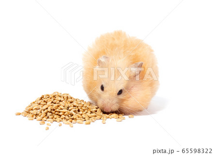 big fluffy red hamster eats grain, isolate 65598322