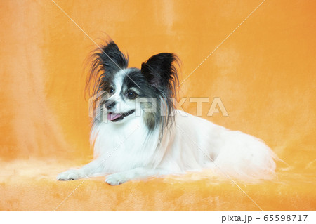 微笑むパピヨン 微笑むパピヨン 65598717