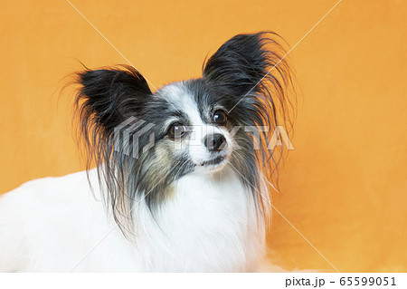 パピヨン 65599051