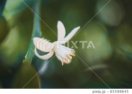 Closeup Flower Orange Blossom In Spring In Pollinating Closeup Flower Orange Blossom In Spring In Pollinating 65599645