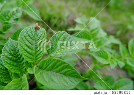 ジャガイモの葉につくテントウムシダマシの写真素材